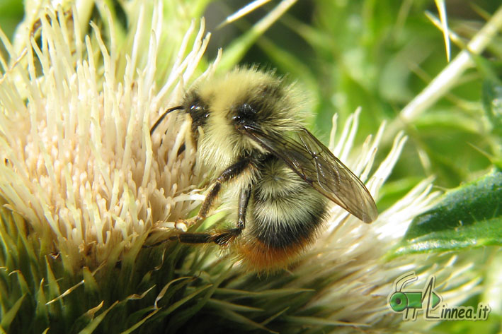 Bombus pratorum ?